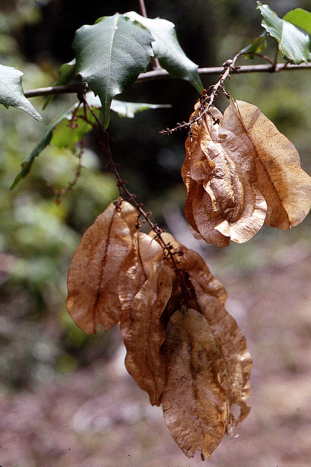 Слика од Urvillea triphylla (Vell.) Radlk.