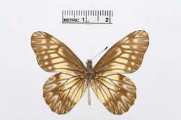 Image of Catasticta reducta Butler 1896