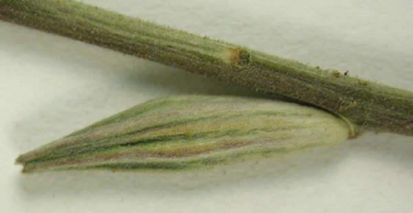 Oenothera arida W. L. Wagner & Hoch resmi