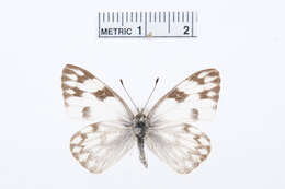 Image of Checkered White