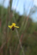 Image of Elliott's Yellow-Eyed-Grass