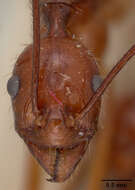 Image of Aphaenogaster swammerdami Forel 1886