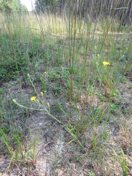 Image of Carolina silkgrass