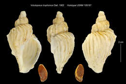 Слика од Volutopsius trophonius Dall 1902