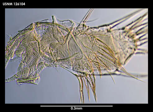 Image of Spinacopia mastix Kornicker 1975