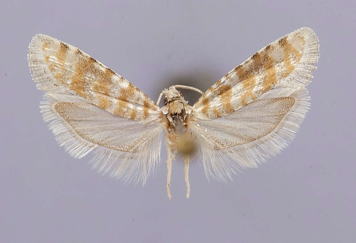 Image of Rhyacionia pallifasciata Powell & Miller 1978