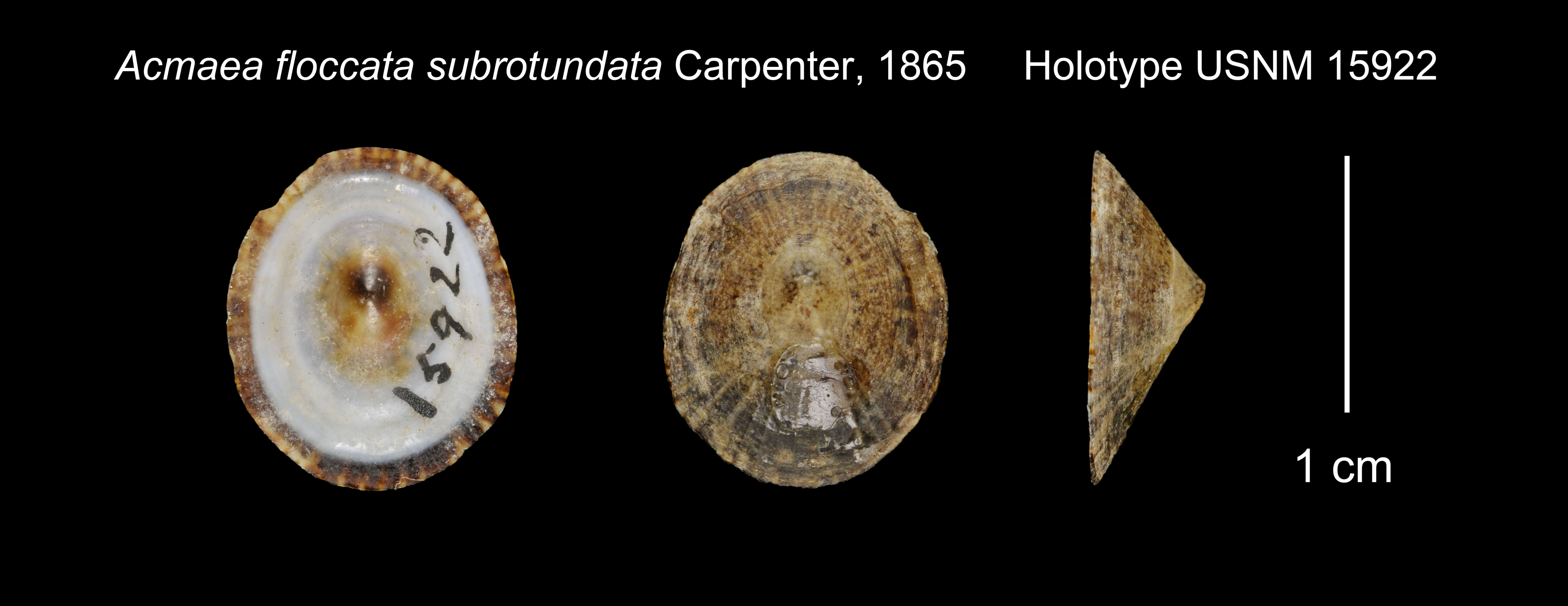 Image of Lottia subrotundata (Carpenter 1865)