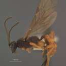Image of Trichocryptus bicolor Cushman 1927
