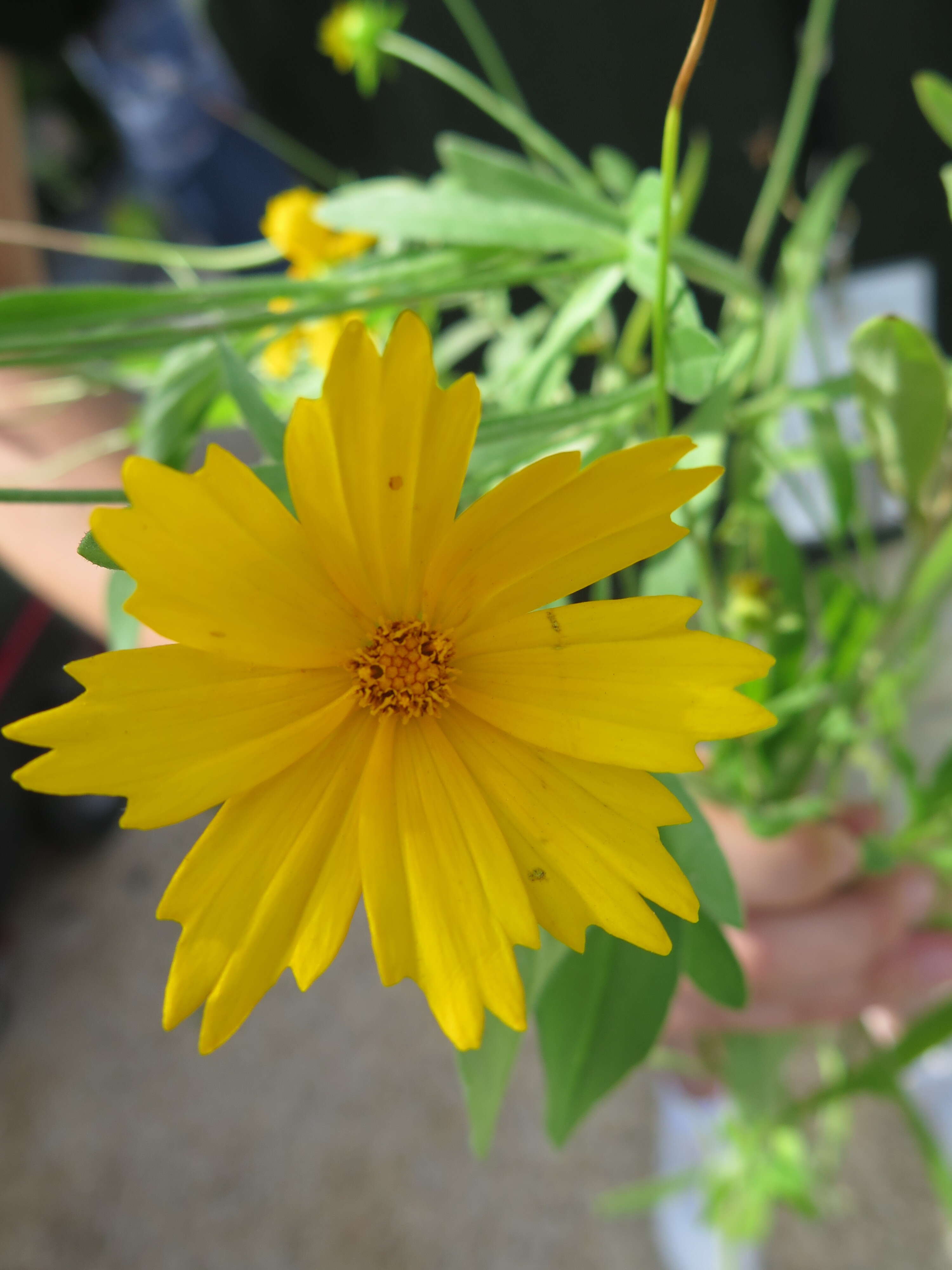 Coreopsis pubescens Ell.的圖片