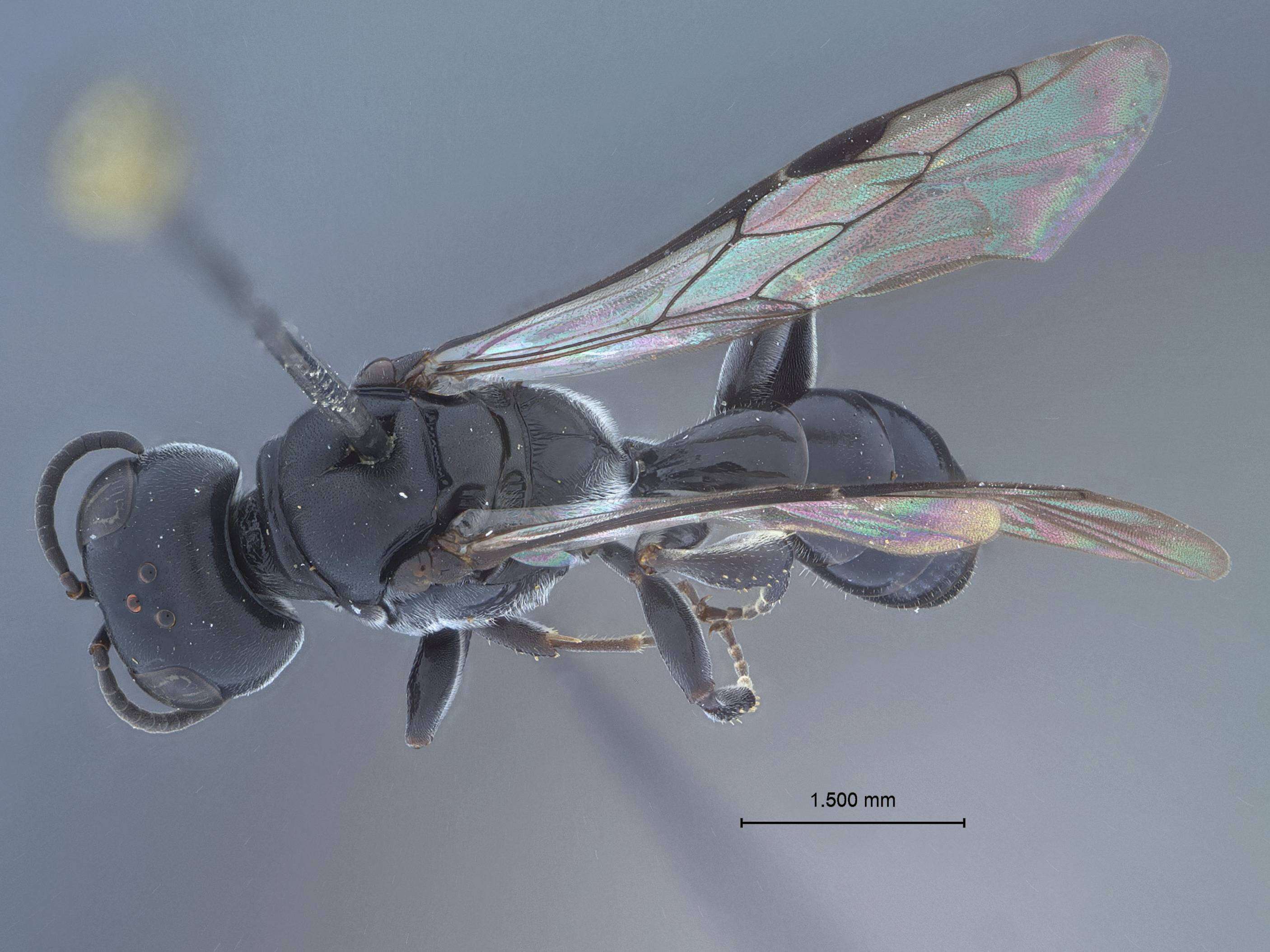 Image of Crossocerus bnun Tsuneki 1971