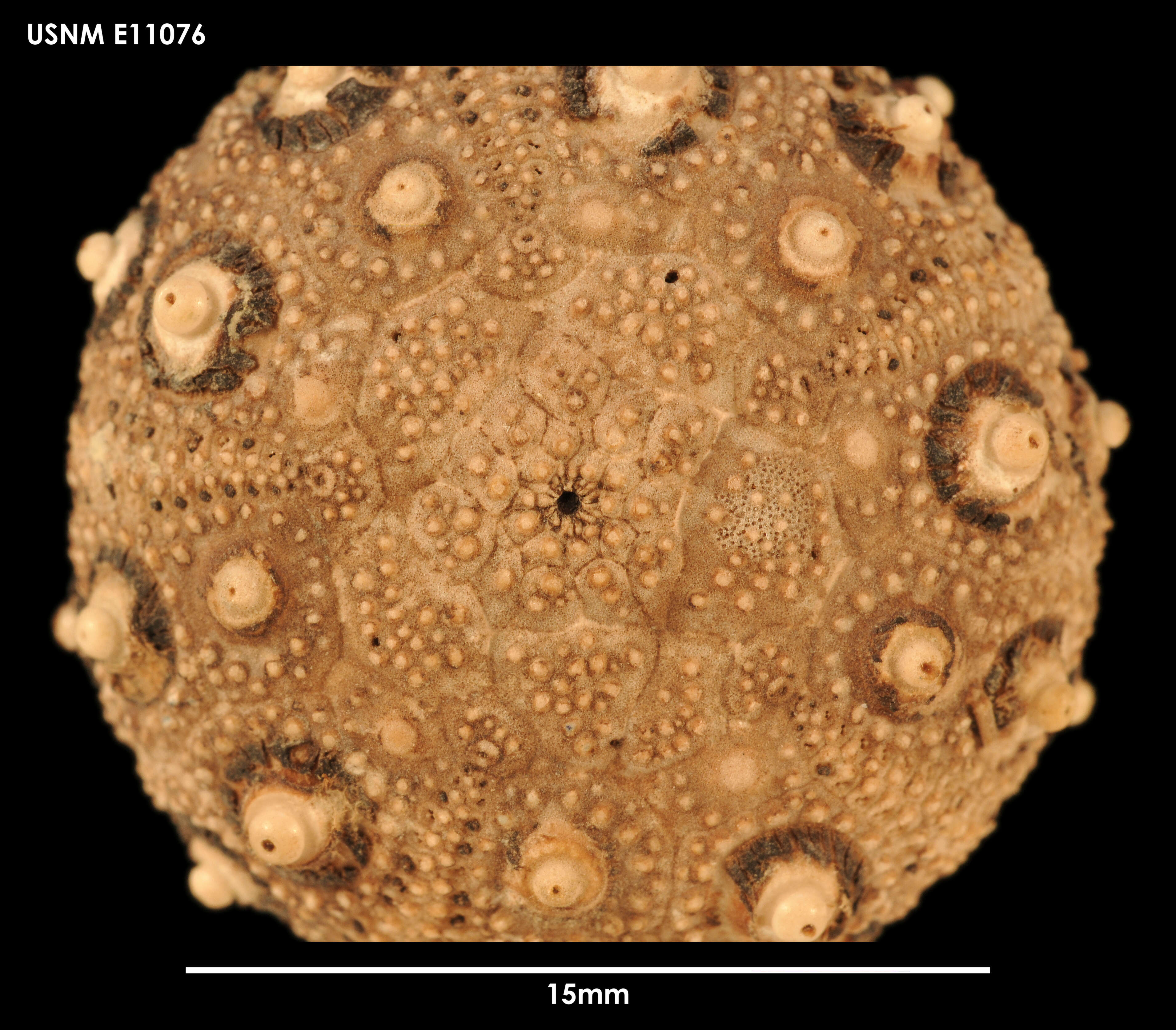 Plancia ëd Notocidaris mortenseni (Koehler 1900)