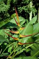 Plancia ëd Heliconia latispatha Benth.