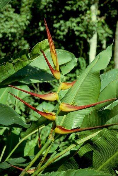 Plancia ëd Heliconia latispatha Benth.