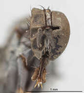 Image of Rhamphomyia pendella Bartak 2002