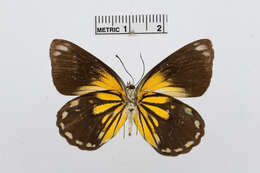 Image of Belenois java (Sparrman 1768)