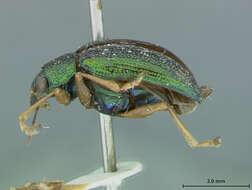 صورة Colaspis Fabricius 1801