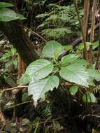 Plancia ëd Touchardia oahuensis T. Wells & A. K. Monro