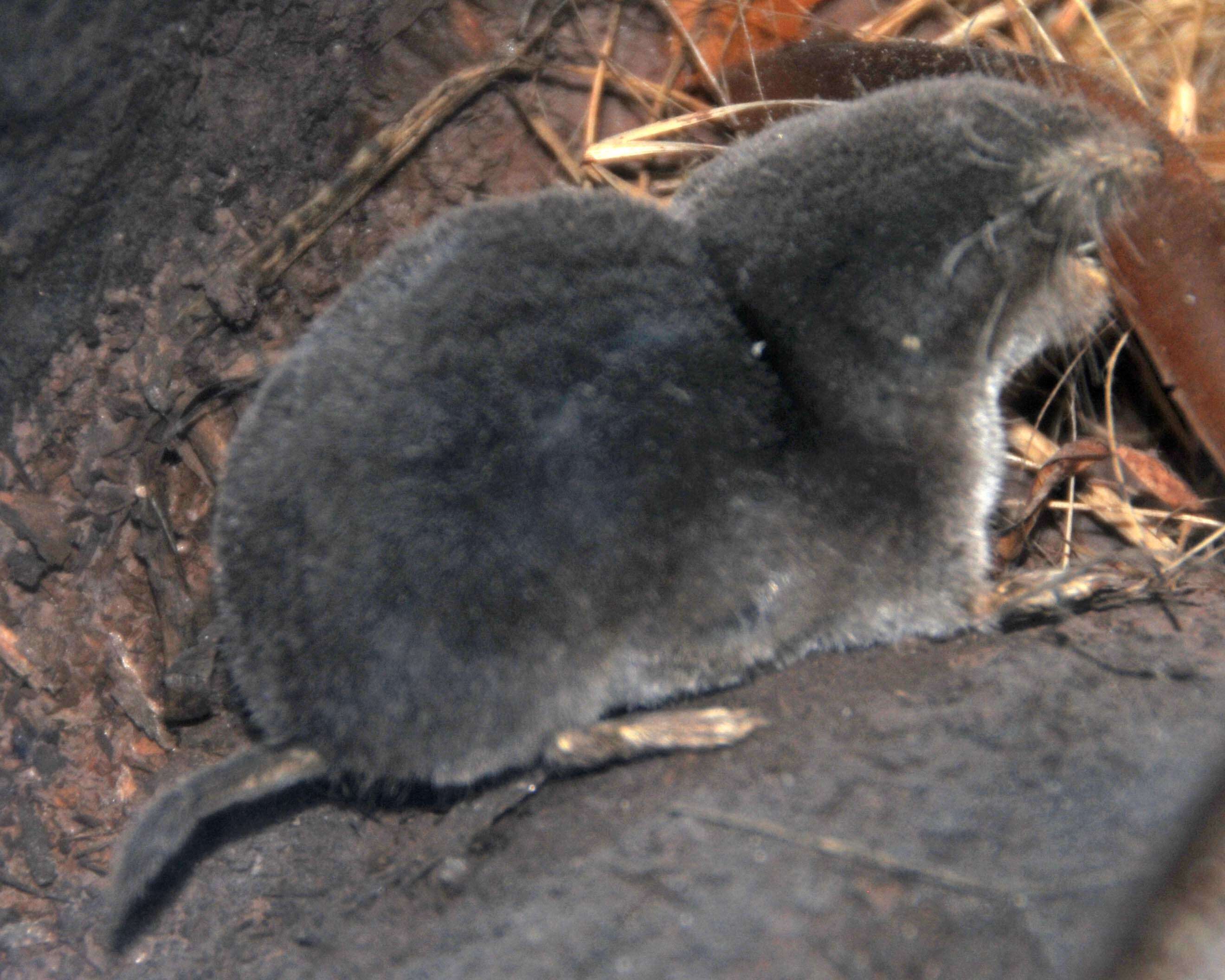 Image of American short-tailed shrew