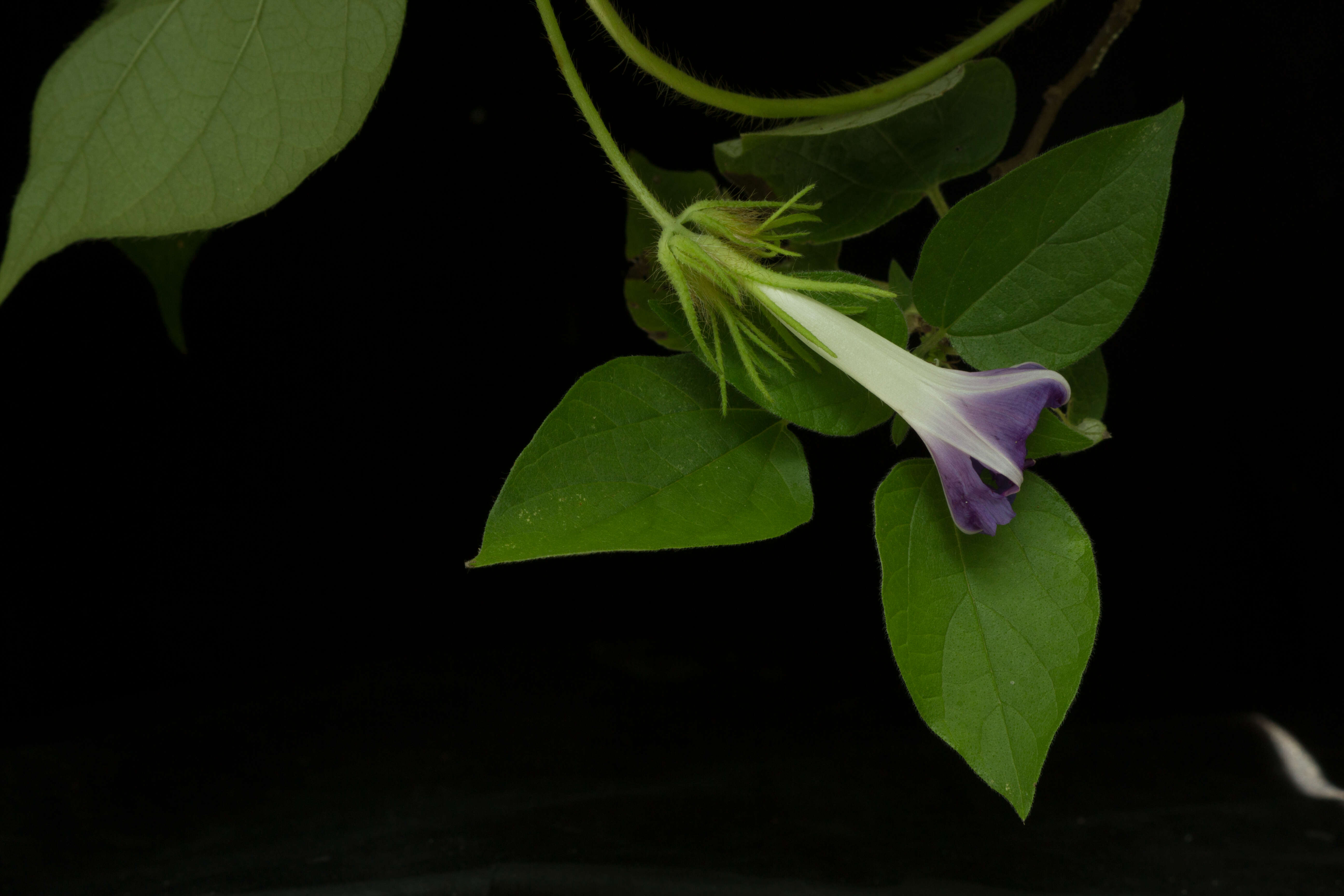 Image of whiteedge morning-glory