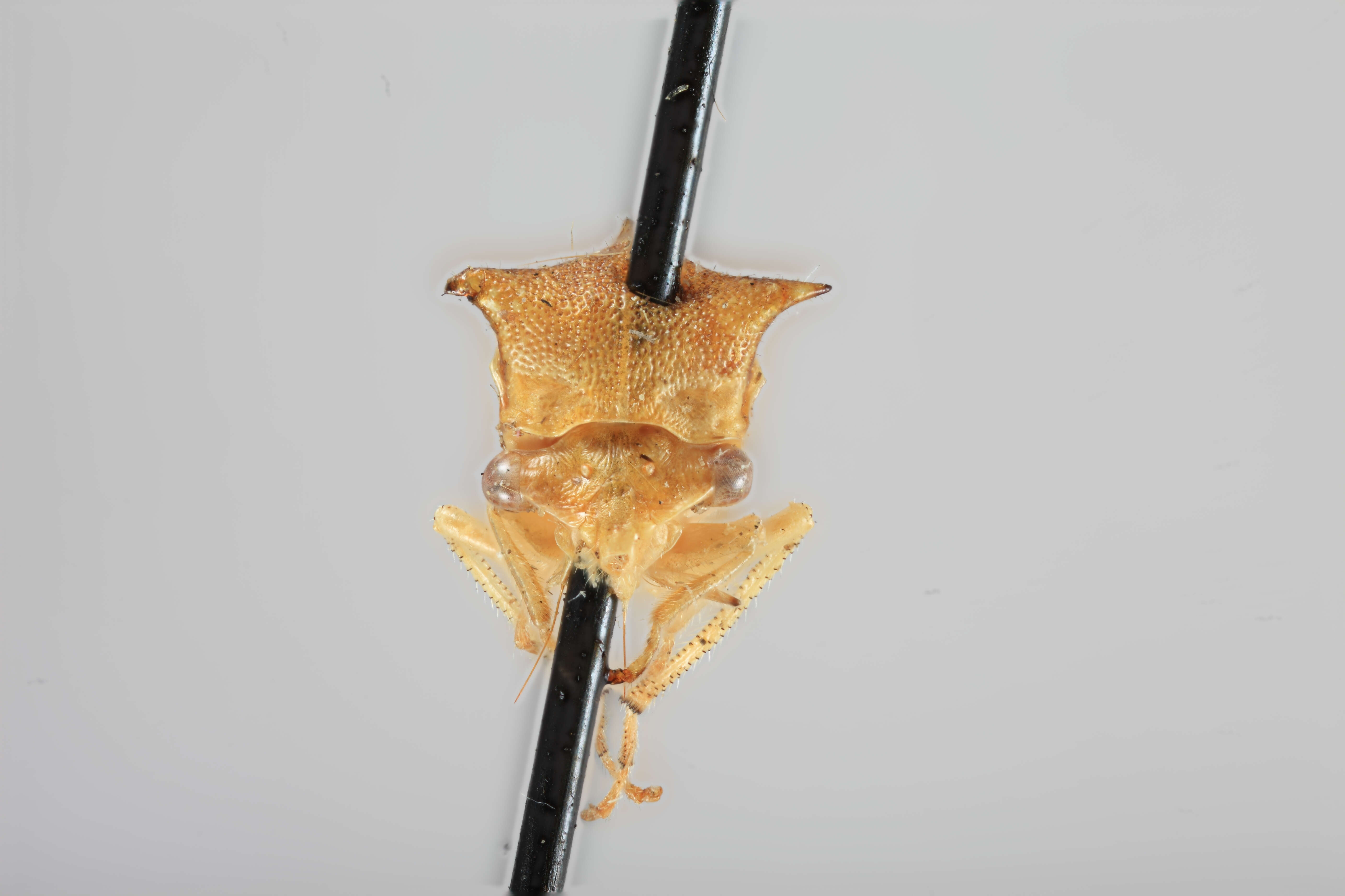 Image of Stictocephala tauriniformis Caldwell