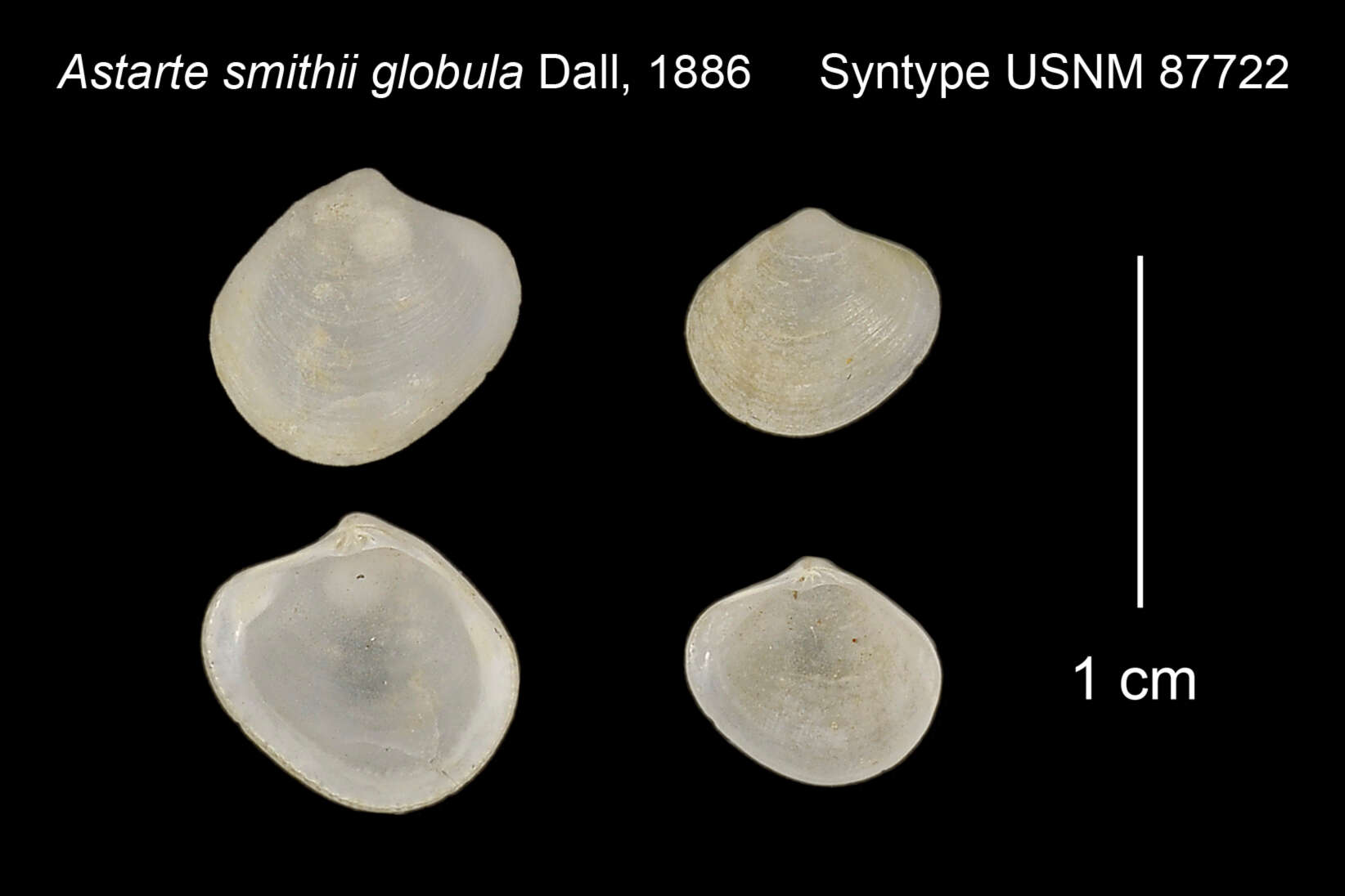 Image of Astarte globula Dall 1886