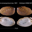 Image of Unio consanguineus I. Lea 1861