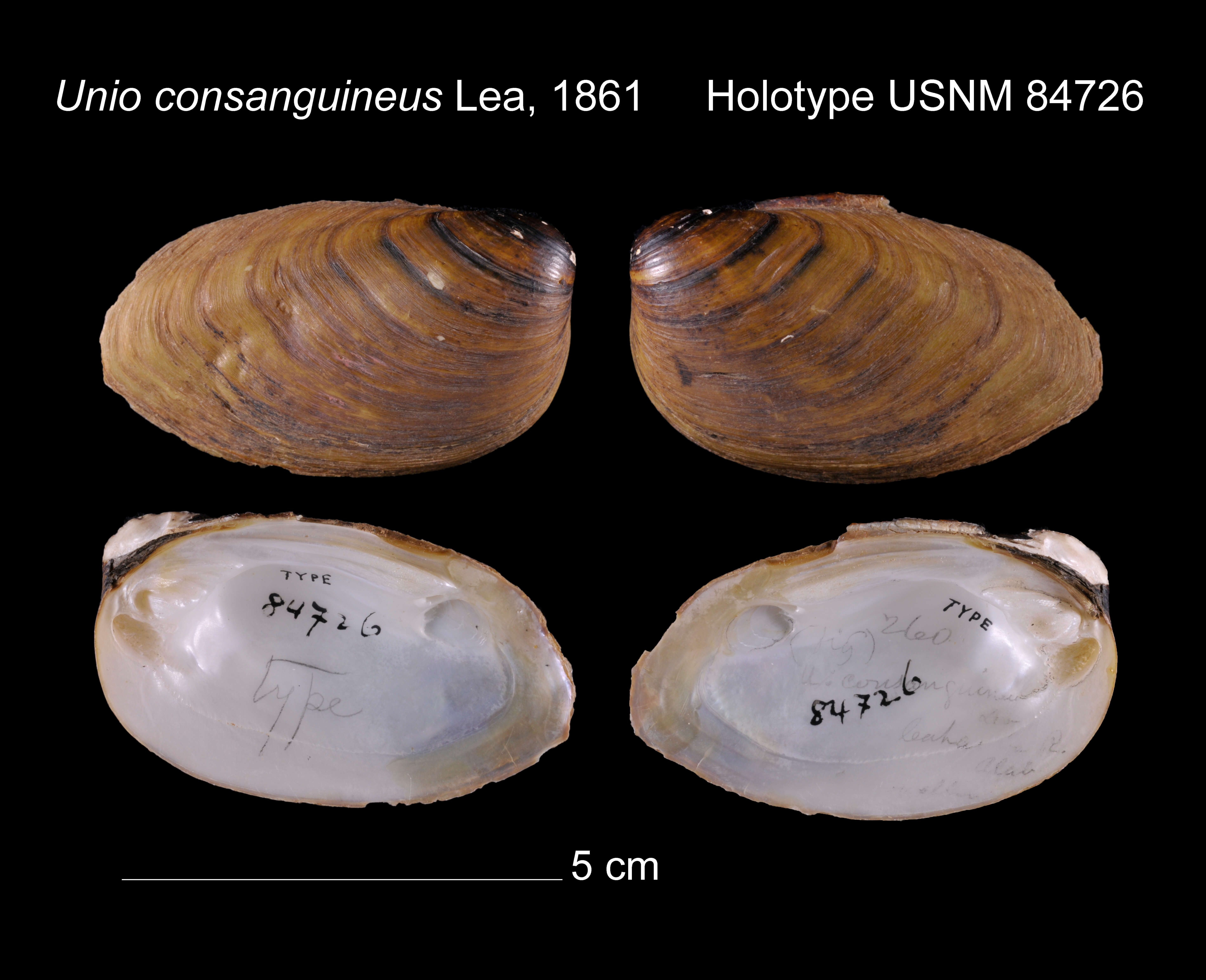 Image of Unio consanguineus I. Lea 1861