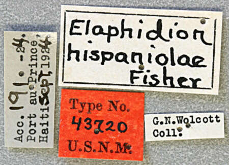 Image of Anelaphus hispaniolae (Fisher 1932)