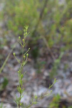 Image of Seminole False Foxglove