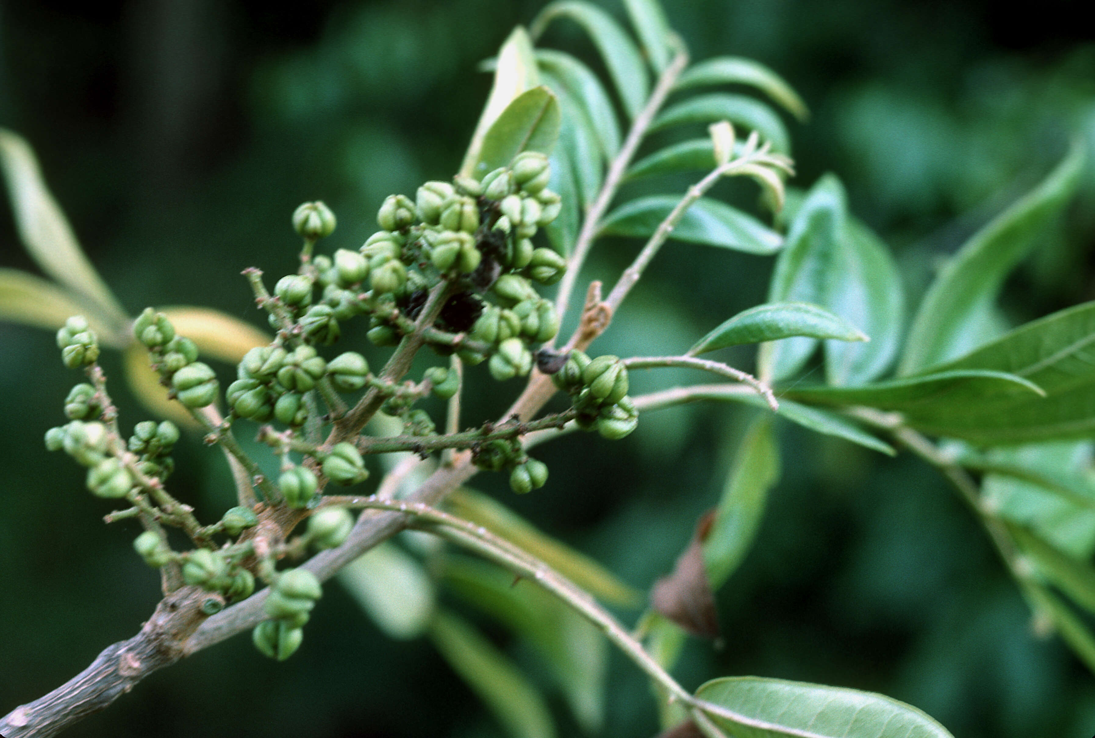Sivun Zanthoxylum martinicense (Lam.) DC. kuva