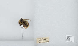 Image of Frigid Bumble Bee