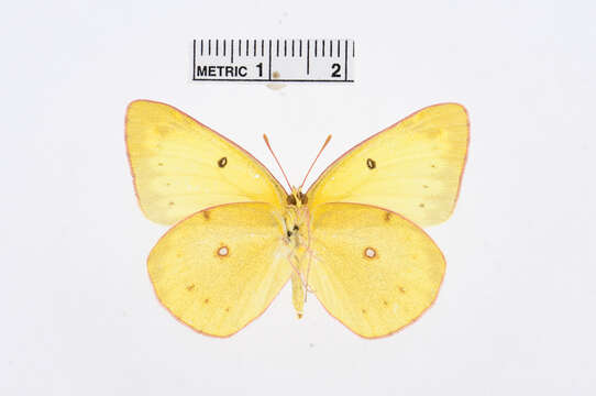 Image of Harford's Sulphur