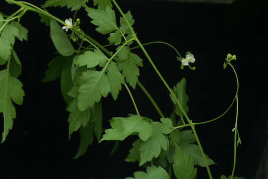 Image of balloon vine