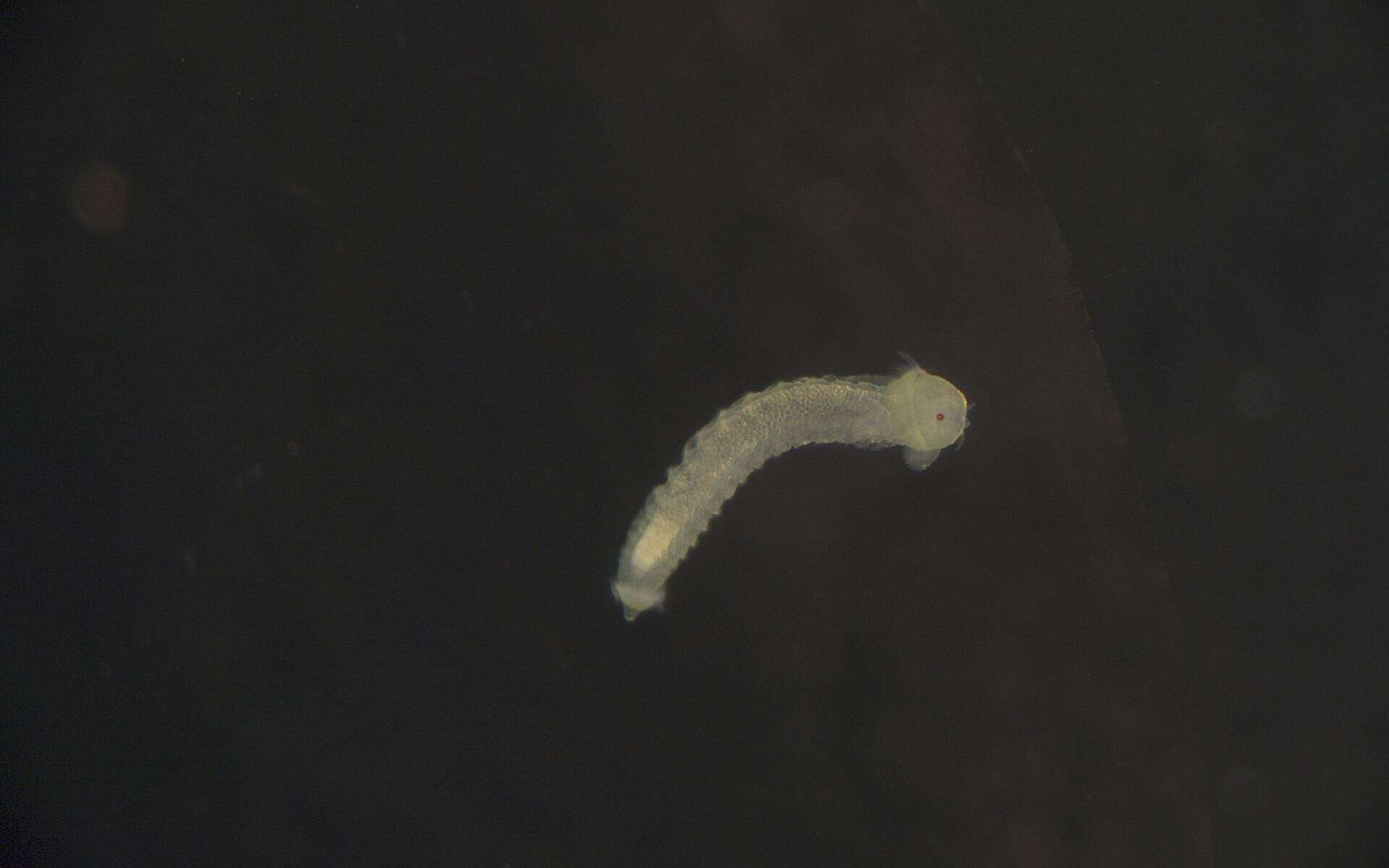 Image of Phyllodocida