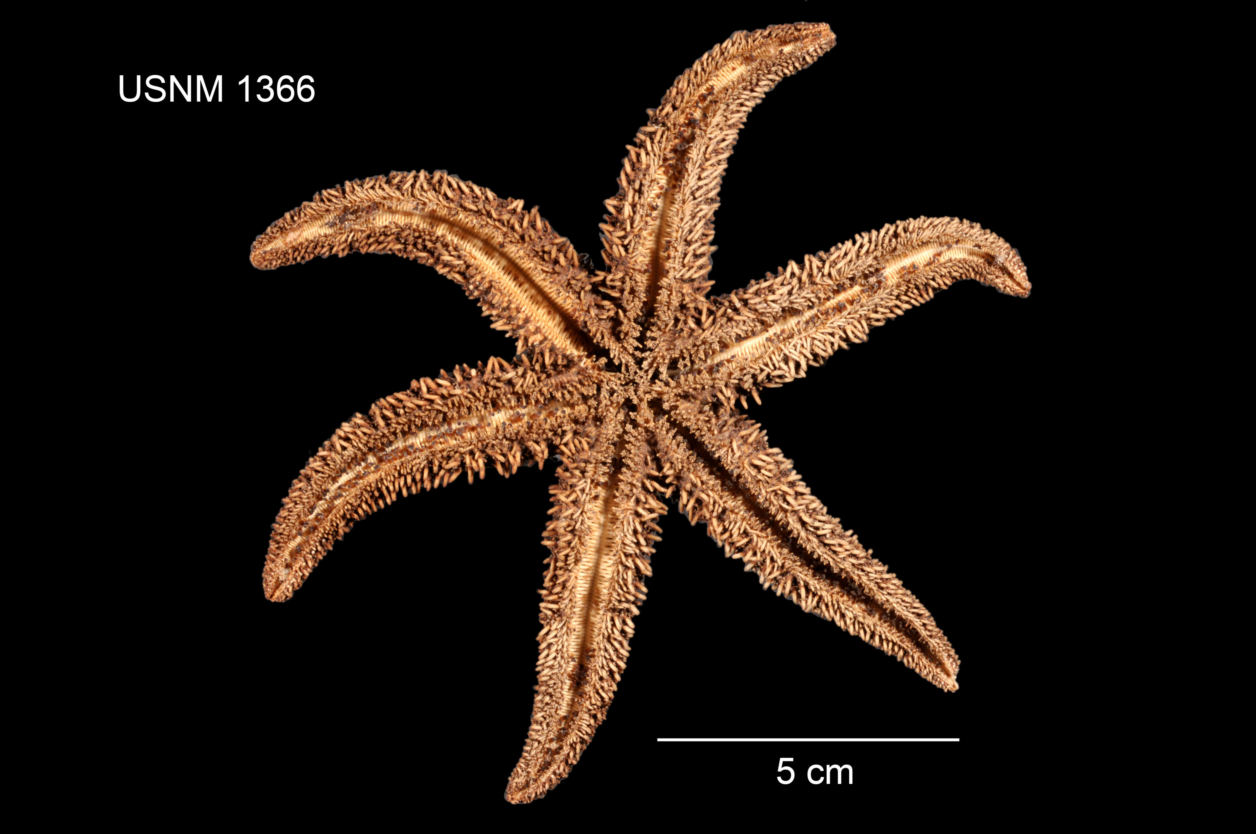 Image of Leptasterias (Hexasterias) polaris acervata (Stimpson 1861)