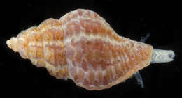 Image of plicate mangelia