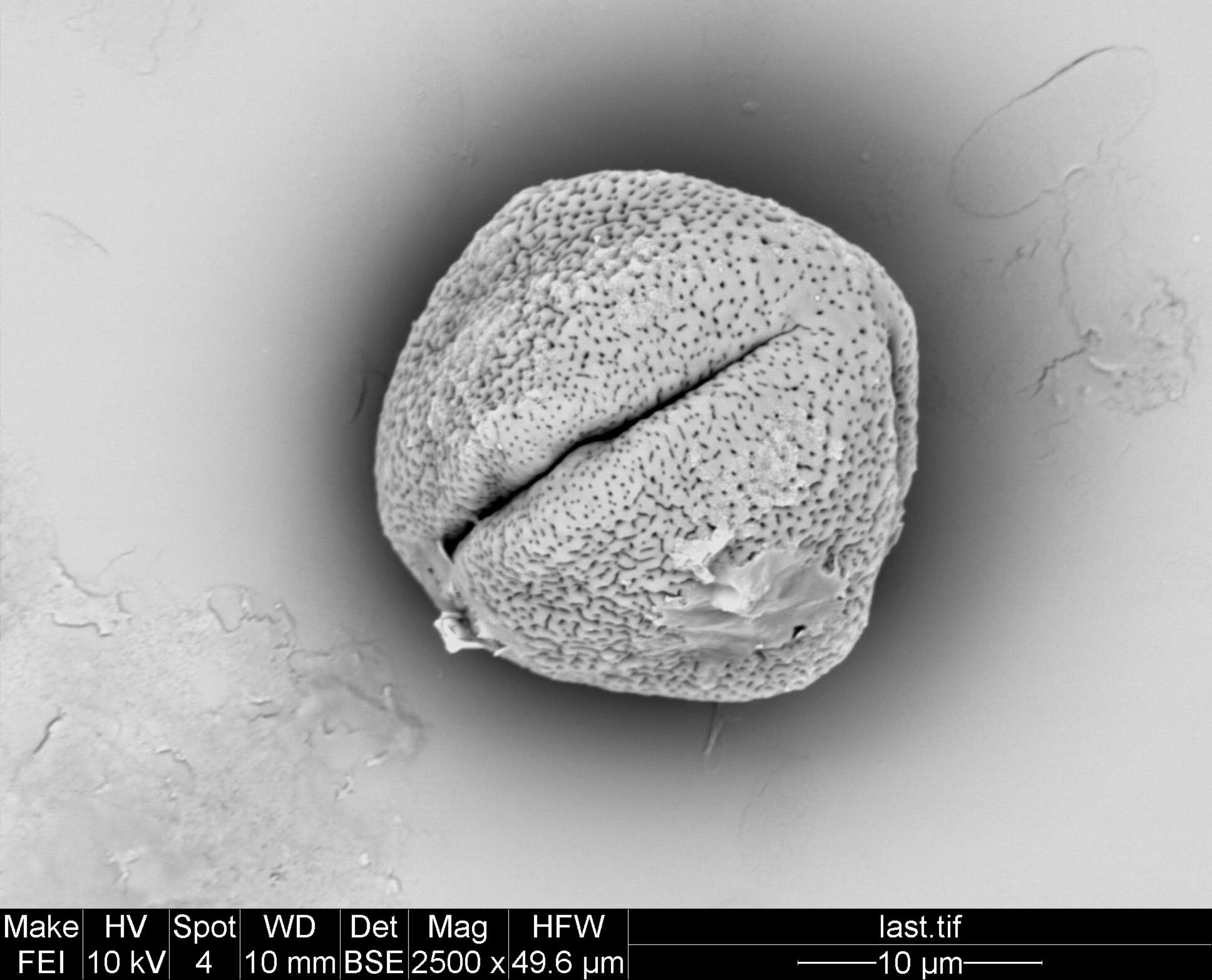 Image of Staphylea pomifera (Roxb.) Byng & Christenh.