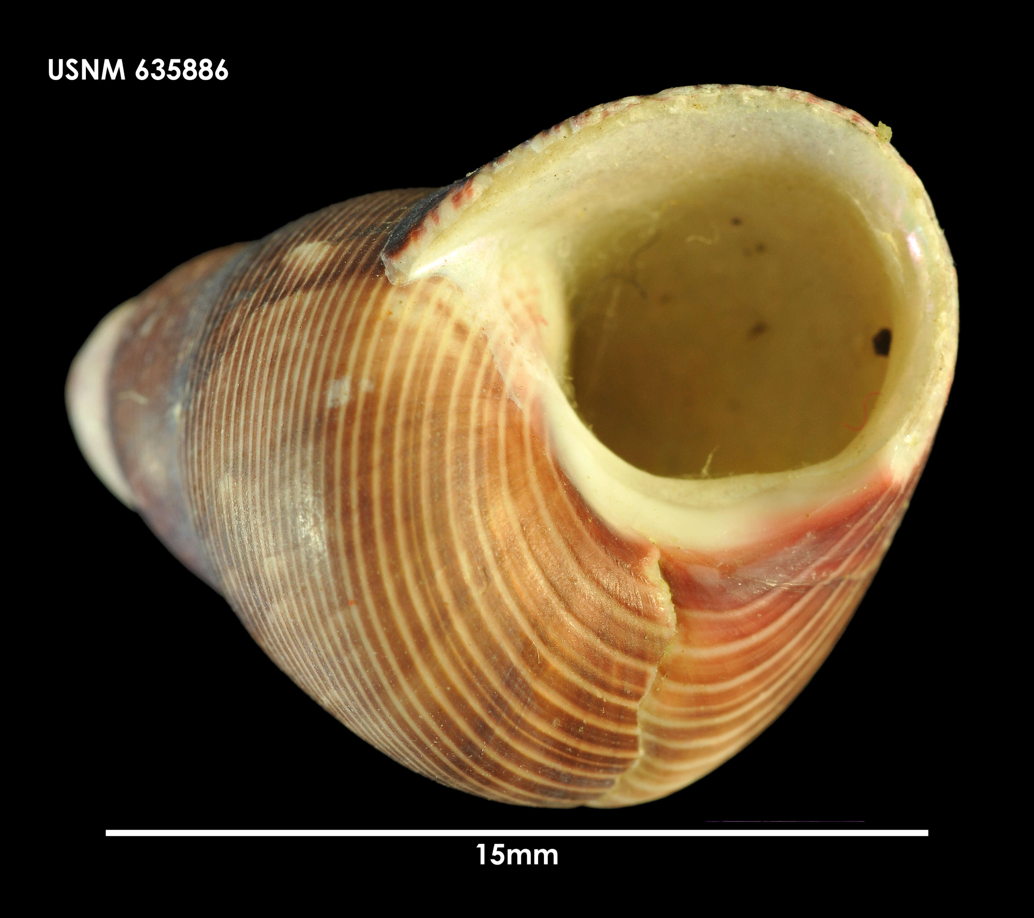 Image of Cantharidus capillaceus (Philippi 1849)