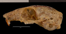 Imagem de Tamias dorsalis sonoriensis (Callahan & Davis 1977)