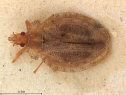 Image of Plesionoma eteosa Drake 1954