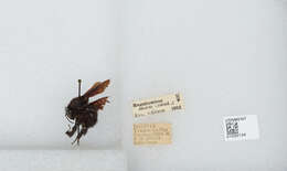 Image of Bombus morio (Swederus 1787)