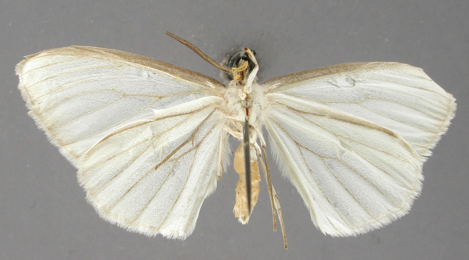 Sivun Penthophlebia nigriceps Dognin 1910 kuva