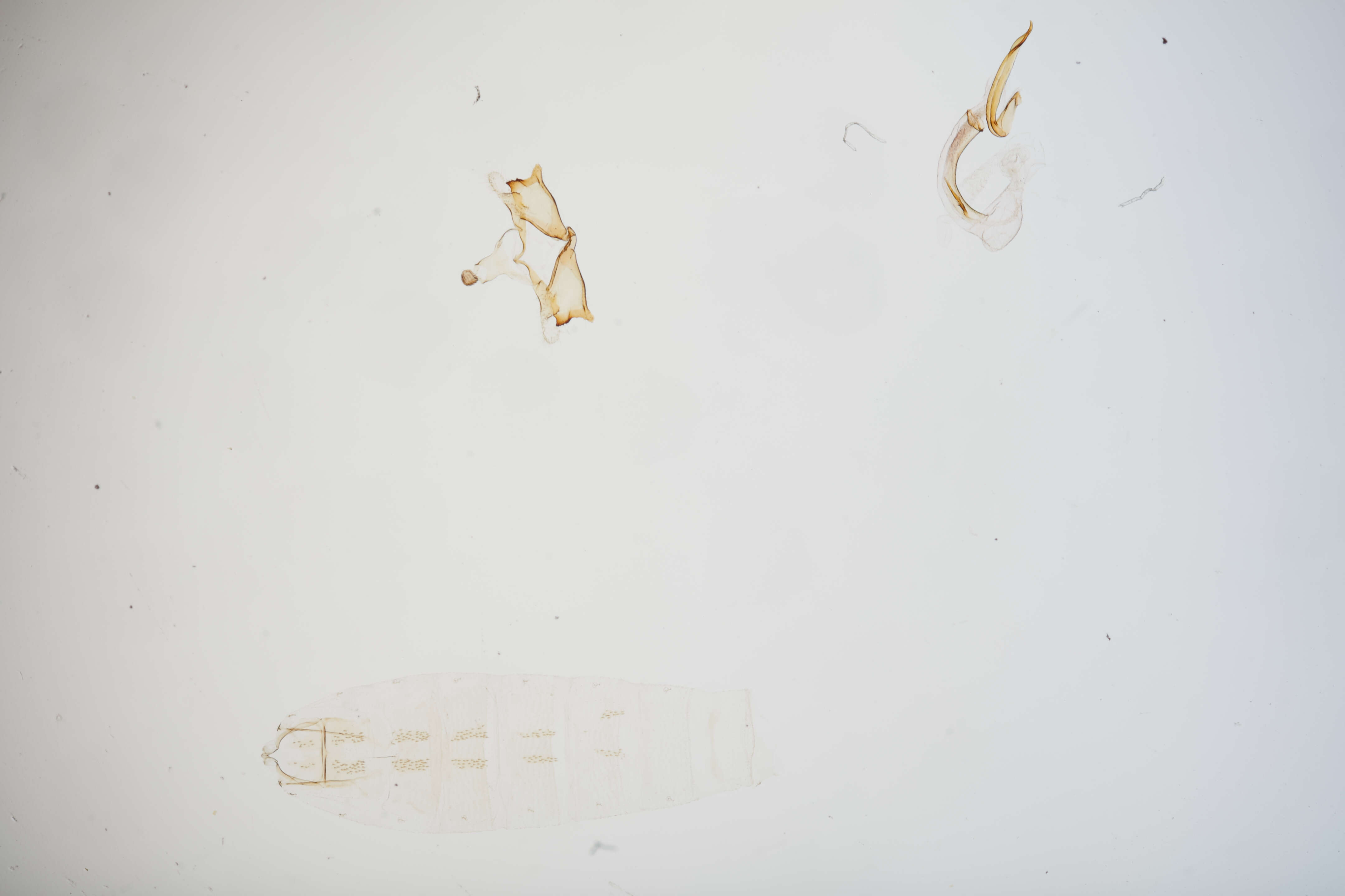 Image of Coleophora ladonia Landry & Wright 1993