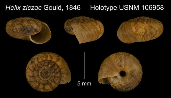 Image of <i>Helix ziczac</i> Gould 1846