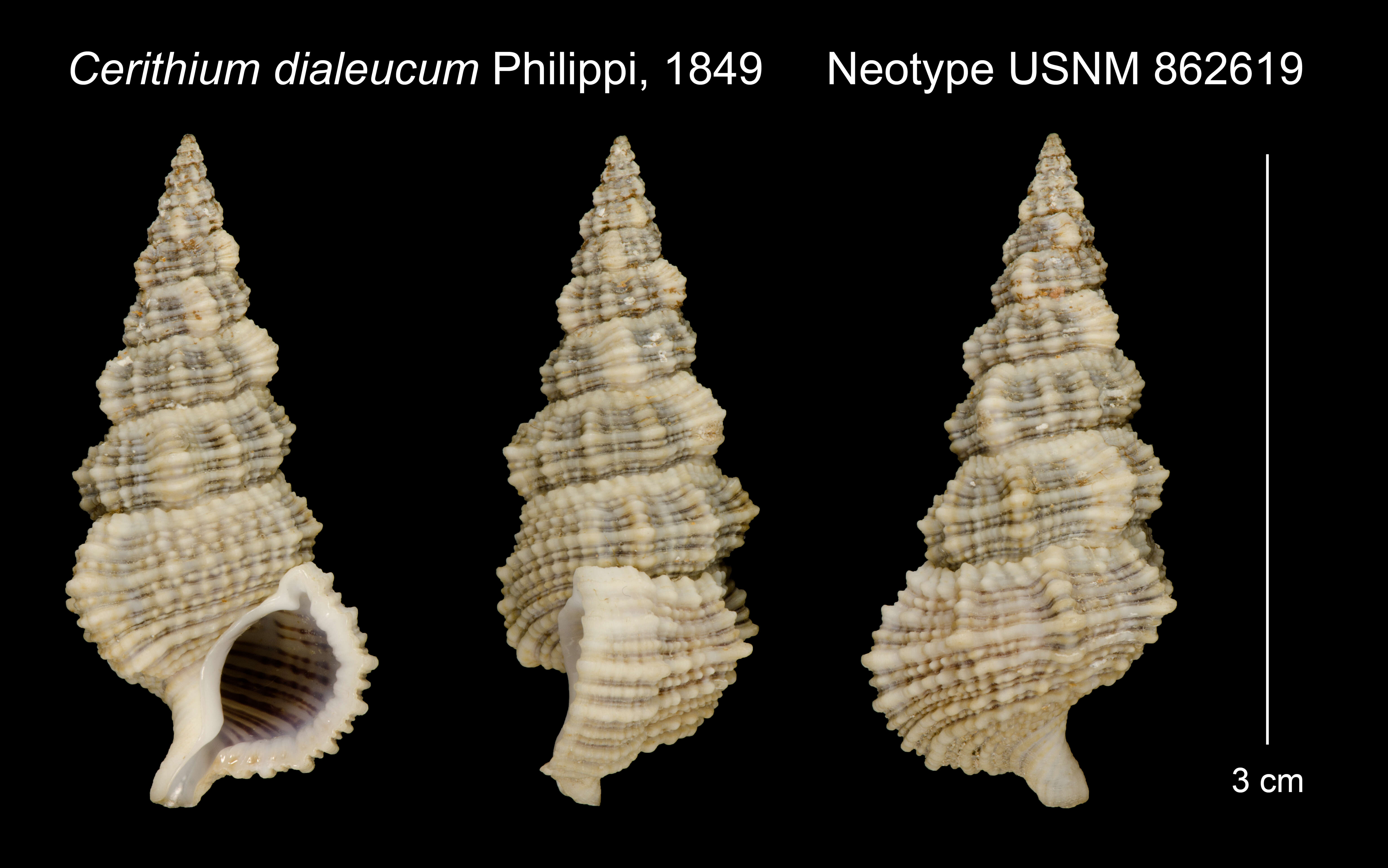Image of Cerithium dialeucum Philippi 1849