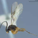 صورة Aphidius montanus Ashmead 1890