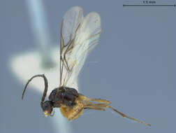 صورة Aphidius montanus Ashmead 1890