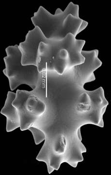 Image of Pleurocorallium niveum (Bayer 1956)