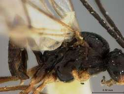 Image of Aphidius atropetiolatus Ashmead 1890