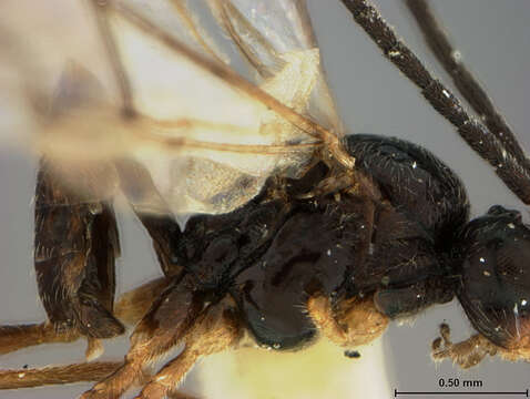 Image of Aphidius atropetiolatus Ashmead 1890